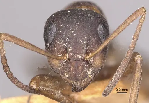 Formica cunicularia - CASENT0911071