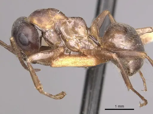 Formica cunicularia - CASENT0911071