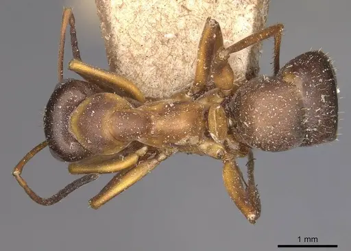 Formica cunicularia - CASENT0911072