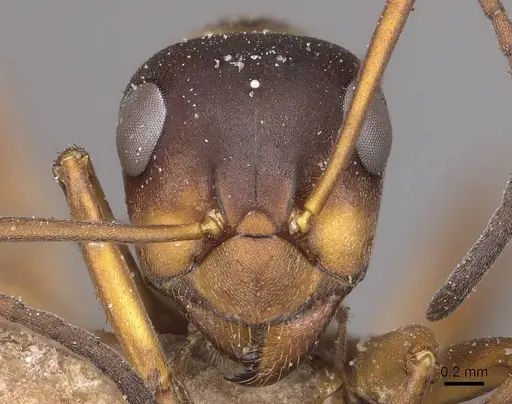 Formica cunicularia - CASENT0911072