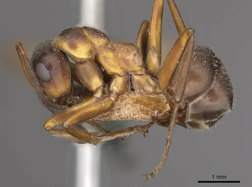 Formica cunicularia - CASENT0911072