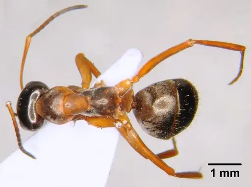 Formica cunicularia - CFH000003