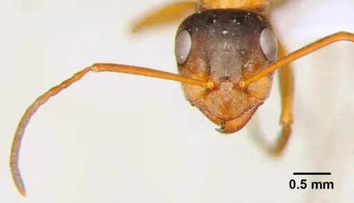 Formica cunicularia - CFH000003