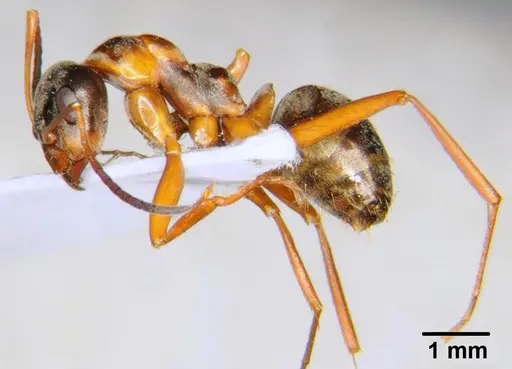 Formica cunicularia - CFH000003