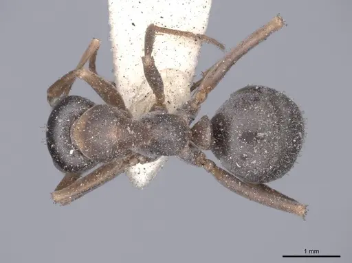 Formica cunicularia - FMNHINS0000046250