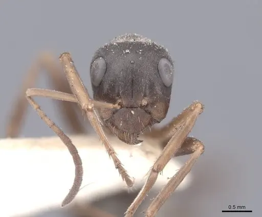 Formica cunicularia - FMNHINS0000046250