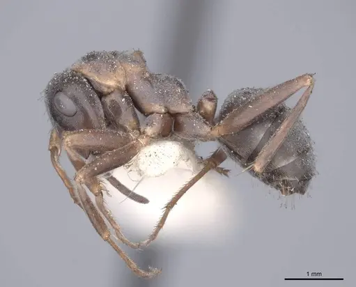 Formica cunicularia - FMNHINS0000046250