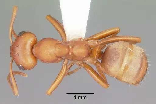 Formica curiosa specimen