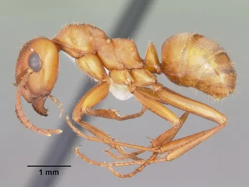 Formica curiosa specimen
