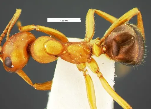 Formica curiosa - CASENT0105595