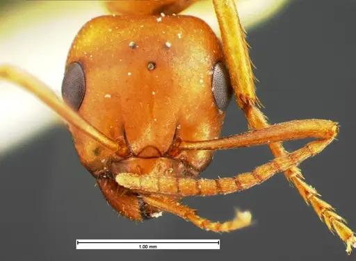 Formica curiosa - CASENT0105595