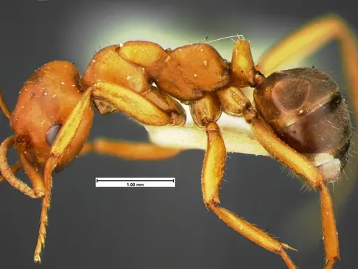 Formica curiosa - CASENT0105595