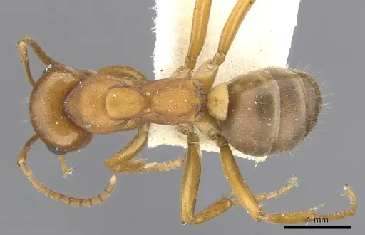 Formica curiosa - CASENT0903280