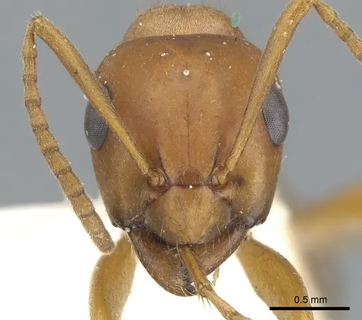 Formica curiosa - CASENT0903280