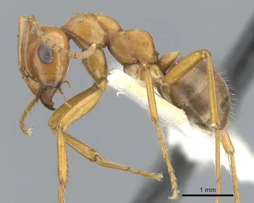 Formica curiosa - CASENT0903280