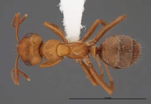 Formica curiosa - FMNHINS0000083063