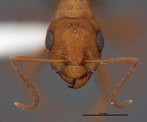 Formica curiosa - FMNHINS0000083063