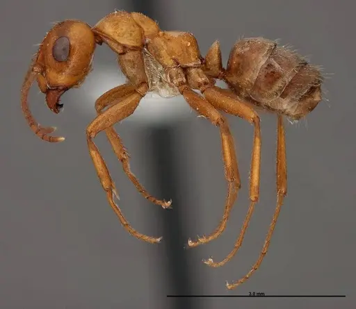 Formica curiosa - FMNHINS0000083063