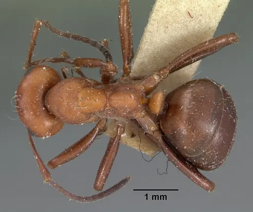 Formica dakotensis - CASENT0102158