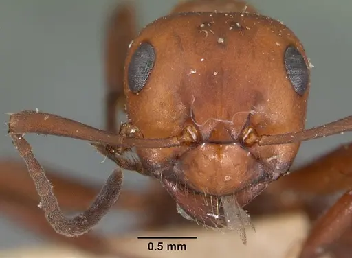 Formica dakotensis - CASENT0102158