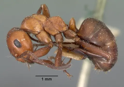 Formica dakotensis - CASENT0102158