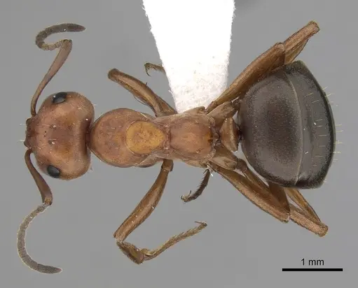 Formica dakotensis - CASENT0280395