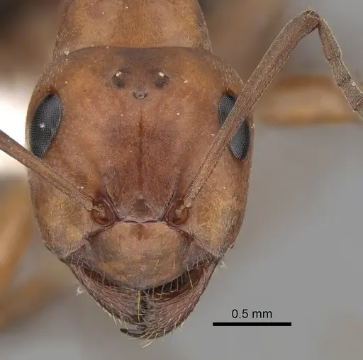 Formica dakotensis - CASENT0280395