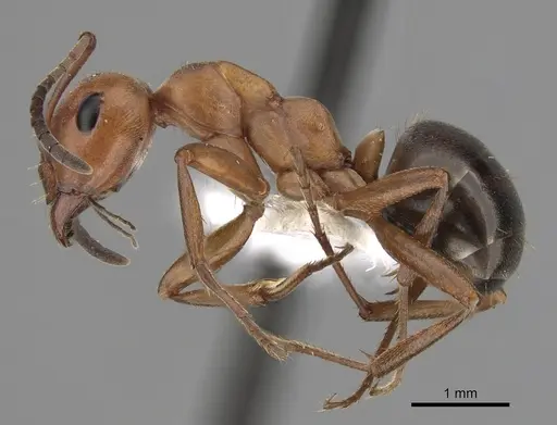 Formica dakotensis - CASENT0280395