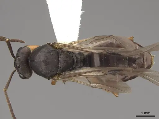 Formica dakotensis - CASENT0843726