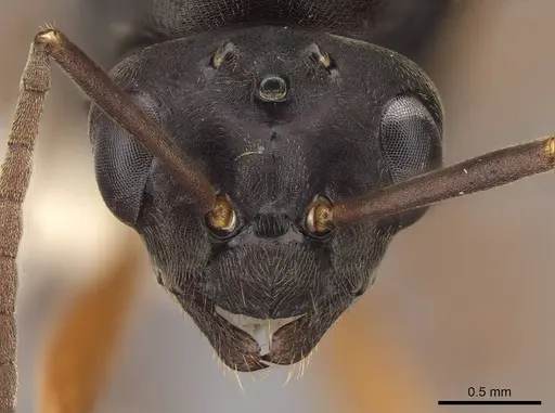 Formica dakotensis - CASENT0843726