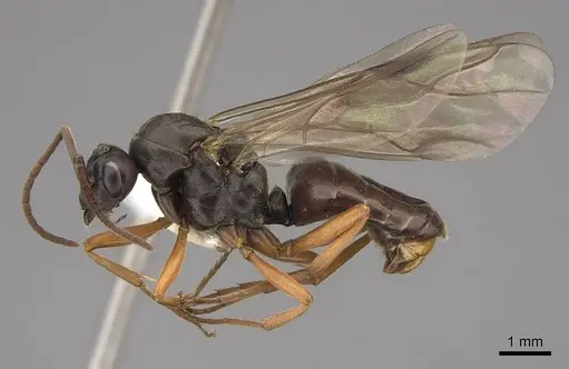 Formica dakotensis - CASENT0843726