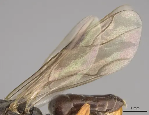 Formica dakotensis - CASENT0843726