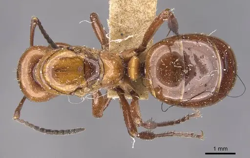 Formica dakotensis - CASENT0905701