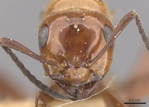 Formica dakotensis - CASENT0905701