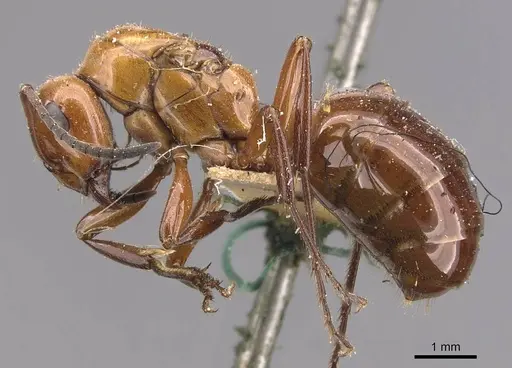 Formica dakotensis - CASENT0905701