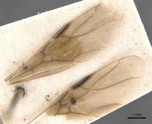 Formica dakotensis - CASENT0905701