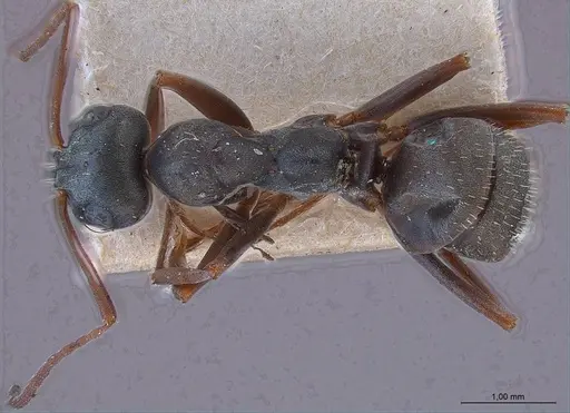 Formica decipiens specimen