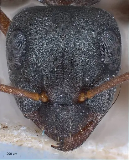 Formica decipiens specimen