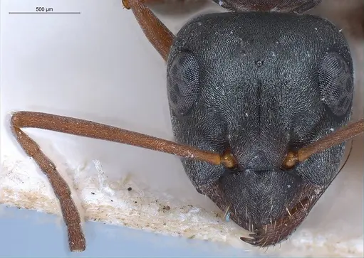 Formica decipiens specimen