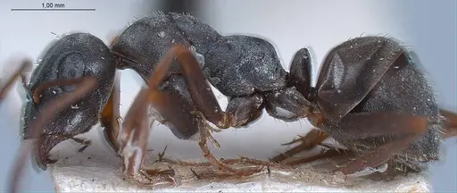 Formica decipiens - ANTWEB1008394