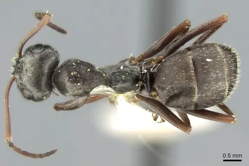 Formica decipiens - CASENT0906312