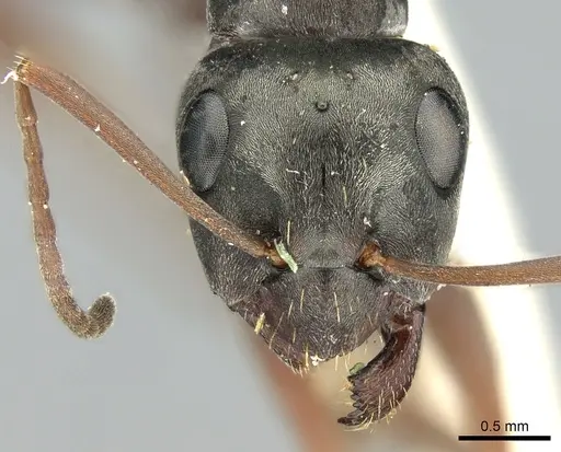 Formica decipiens - CASENT0906312