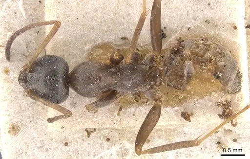 Formica decipiens - CASENT0912257