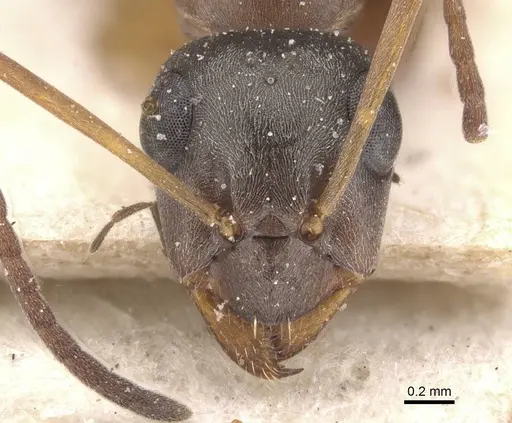 Formica decipiens - CASENT0912257
