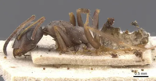 Formica decipiens - CASENT0912257