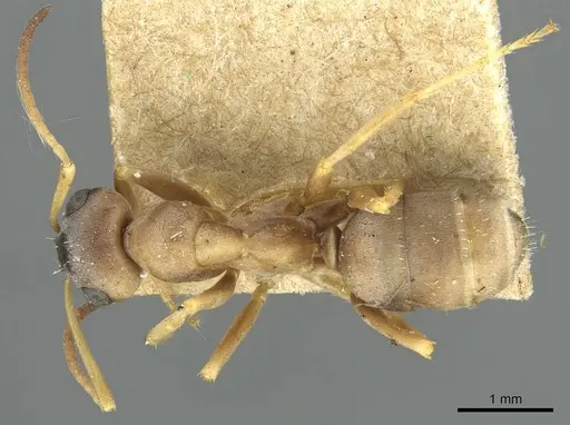 Formica decipiens - CASENT0913663