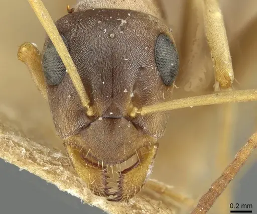 Formica decipiens - CASENT0913663