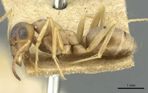 Formica decipiens - CASENT0913663