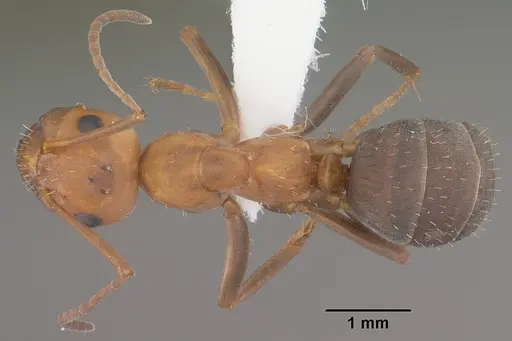 Formica densiventris - CASENT0102794