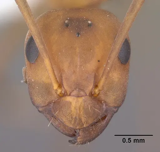 Formica densiventris - CASENT0102794